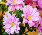 Pink daisies