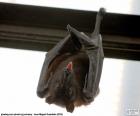 A hanging bat, with open eyes and the tongue out