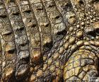 Crocodile skin