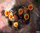 Six chicks in the nest waiting for food