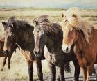 Three Icelandic horses