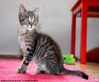 A domestic kitten sitting on a carpet