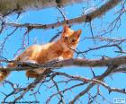 The cat on a branch of the tree in the garden