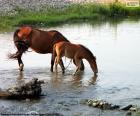 Mare and foal drinking