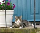 Cat lying next to a flowerpot