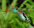 Guppy, millionfish and rainbow fish is a freshwater fish native to South America