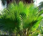 Washingtonia leaves