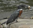 An Giant kingfisher with a fish caught at its beak, resident in several areas of Africa