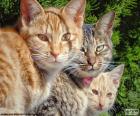 Three cats stare
