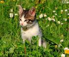 Cat in the field sitting in the grass