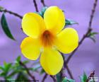 Beautiful tropical yellow flower of five petals