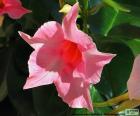 Dipladenia pink flower