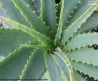 The Aloe vera plant is native to North Africa, is fleshy, long green leaves, with small thorns on its edges