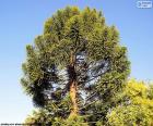 The Araucaria is a tree can grow up to 50 m tall, evergreen, has a very straight and cylindrical trunk