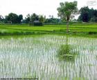 Flooded field of water for the cultivation of rice in Bali, Indonesia