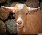 The head of a domestic goat