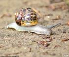 A slow snail walking on ground