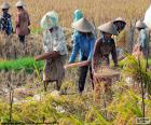 Harvesting rice, Indonesia