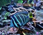 An exotic fish, blue stripes and green tail