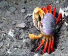 Crab colors