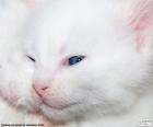 Face of a white cat with blue eyes