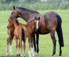 Mare next to two foals in the field