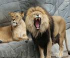 Lioness and lion