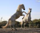 Two beautiful white horses