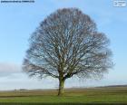 Oak in autumn