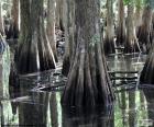 Bald Cypress