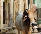 Sacred cow, India