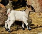 A young and cute goat