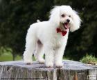 A friendly poodle puppy white