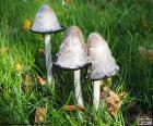 Coprinus comatus, the shaggy ink cap, lawyer's wig, or shaggy mane, is an edible mushroom