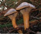 Brown slimecap or the copper spike (Chroogomphus rutilus), a sort very frequent and abundant in some areas. It is an edible mushroom