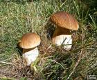 Boletus edulis