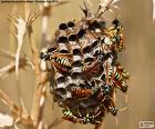 Wasp swarm