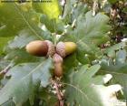 Three acorns from oak waiting for autumn