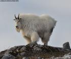 The mountain goat, lives in high and rocky areas of North America