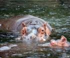 Hippos in the water