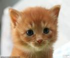 Kitten cute