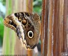 A beautiful Owl butterfly, named for the resemblance of its wings in the eyes of the owls