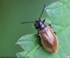 A light brown beetle over a green leaf