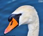 Swan head, large aquatic bird