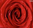 A beautiful image of a red rose detail