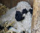 A young and lovely black nose sheep