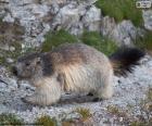 The Alpine Marmot is Europe's largest rodent