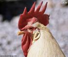 The beautiful comb of a domestic rooster