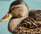 The duck is an aquatic bird