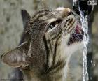 The stray cat drinks water from a source